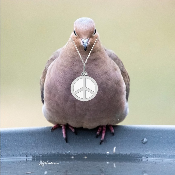 lilmourningdove